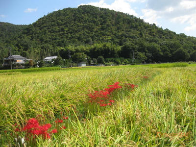 aki2009-1.jpg