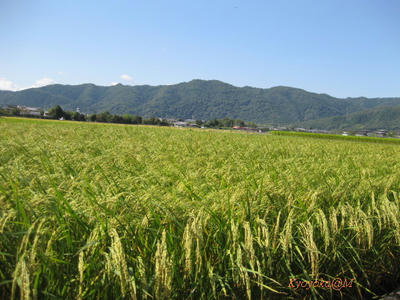 aki2009-2.jpg