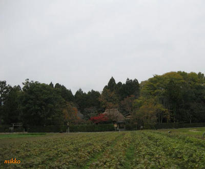 IMG_2293.jpg