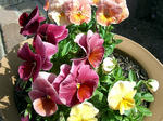 pansy