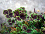 20120401kuro2.jpg
