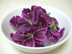 20120521marrow2.jpg