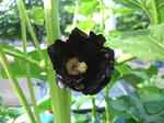 20120524ho2.jpg