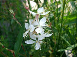 20120603aura.jpg