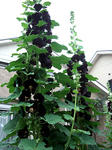 20120603hh1.jpg