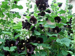 20120603hh2.jpg