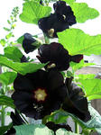 20120603hh3.jpg