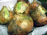 20120616-tama.jpg