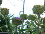 20120625ac2.jpg