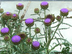 20120625ac3.jpg