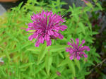 20120714mnrd.jpg