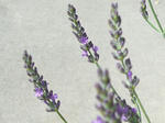 20120714rbd.jpg