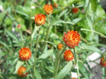 20120807sennnti1.jpg
