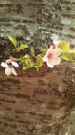 20090413115147.jpg