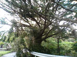 道路側の木