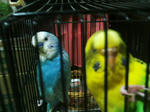 3ba67b9djpeg