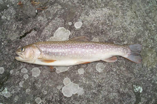 20090704_2.jpg