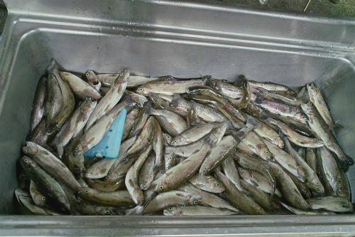 20090731_1.jpg