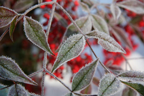 20100104_2.jpg