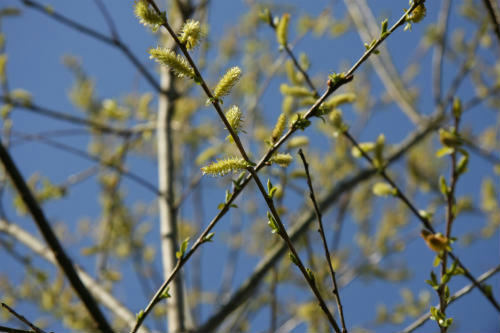 20100403_7.jpg