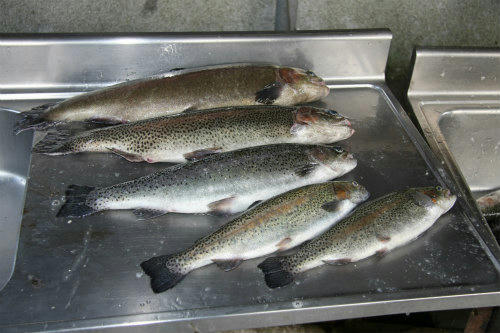 20100428_2.jpg