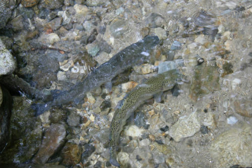 20100522_4.jpg