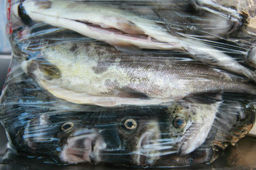 20100804_1.jpg