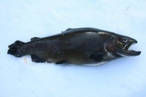 20110118_1.jpg