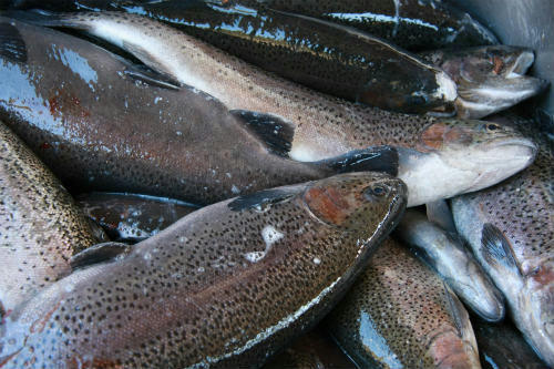 20110327_4.jpg