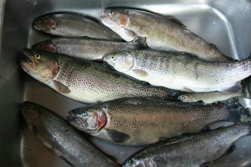20110604_5.jpg