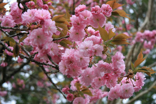 20120429_1.jpg