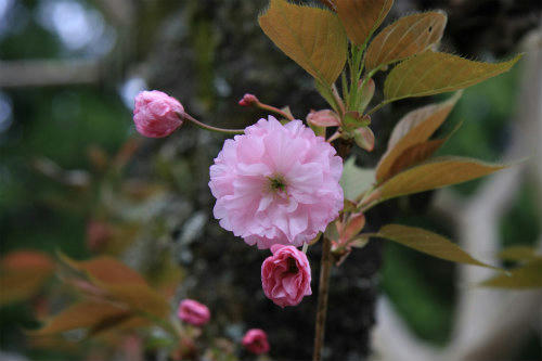 20120429_2.jpg