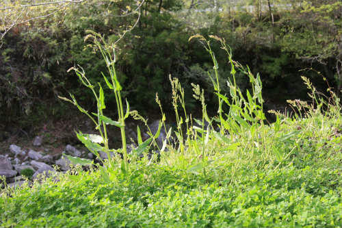 20120501_2.jpg