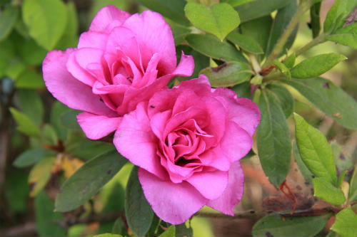 20120521.jpg