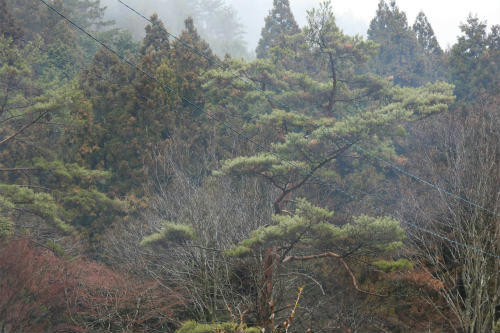 20120309_2.jpg