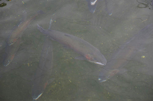 20120825.jpg