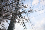 空・桜・電柱