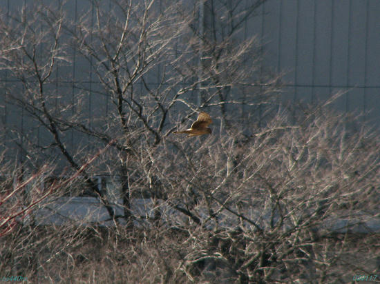 img_23937tas.jpg