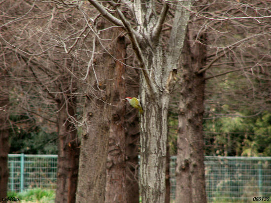 img_24522tas.jpg