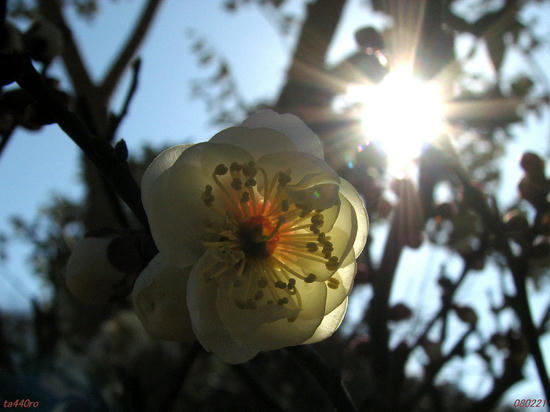 img_25372tas.jpg