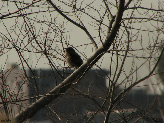 img_25538as.jpg