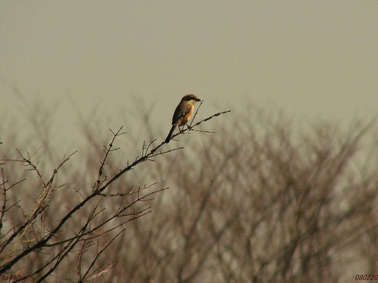 img_25179tas.jpg