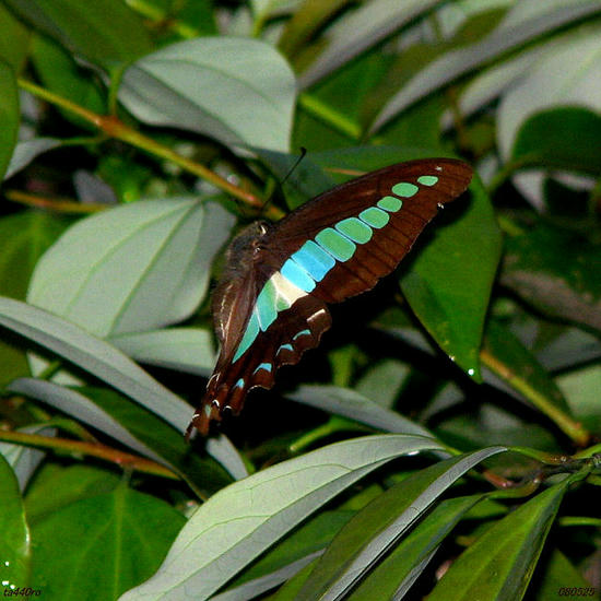 img_32900tas.jpg