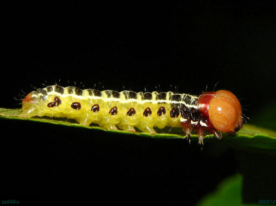 img_31389tas.jpg