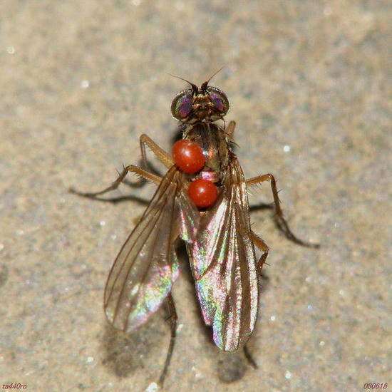 img_34781tas.jpg