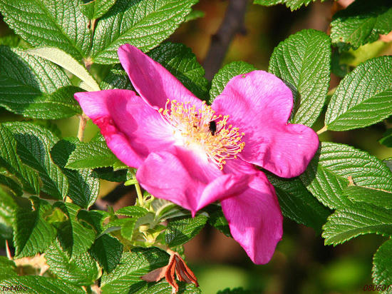 img_33799as.jpg