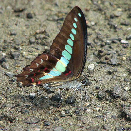 img_35664tas.jpg