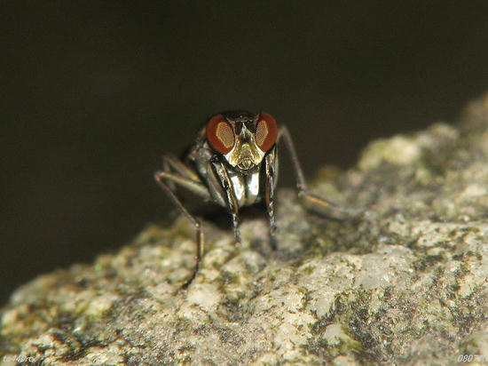 img_36487tas.jpg
