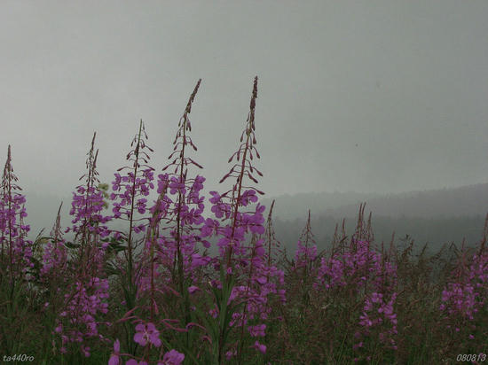 img_36735tas.jpg