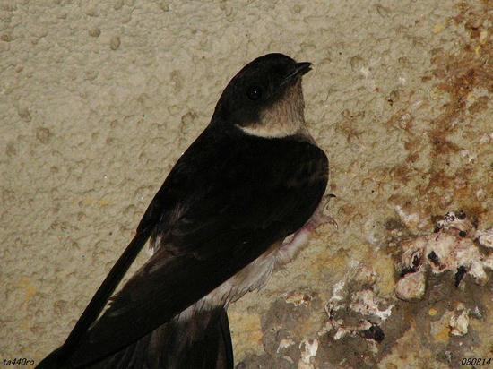 img_36809tas.jpg
